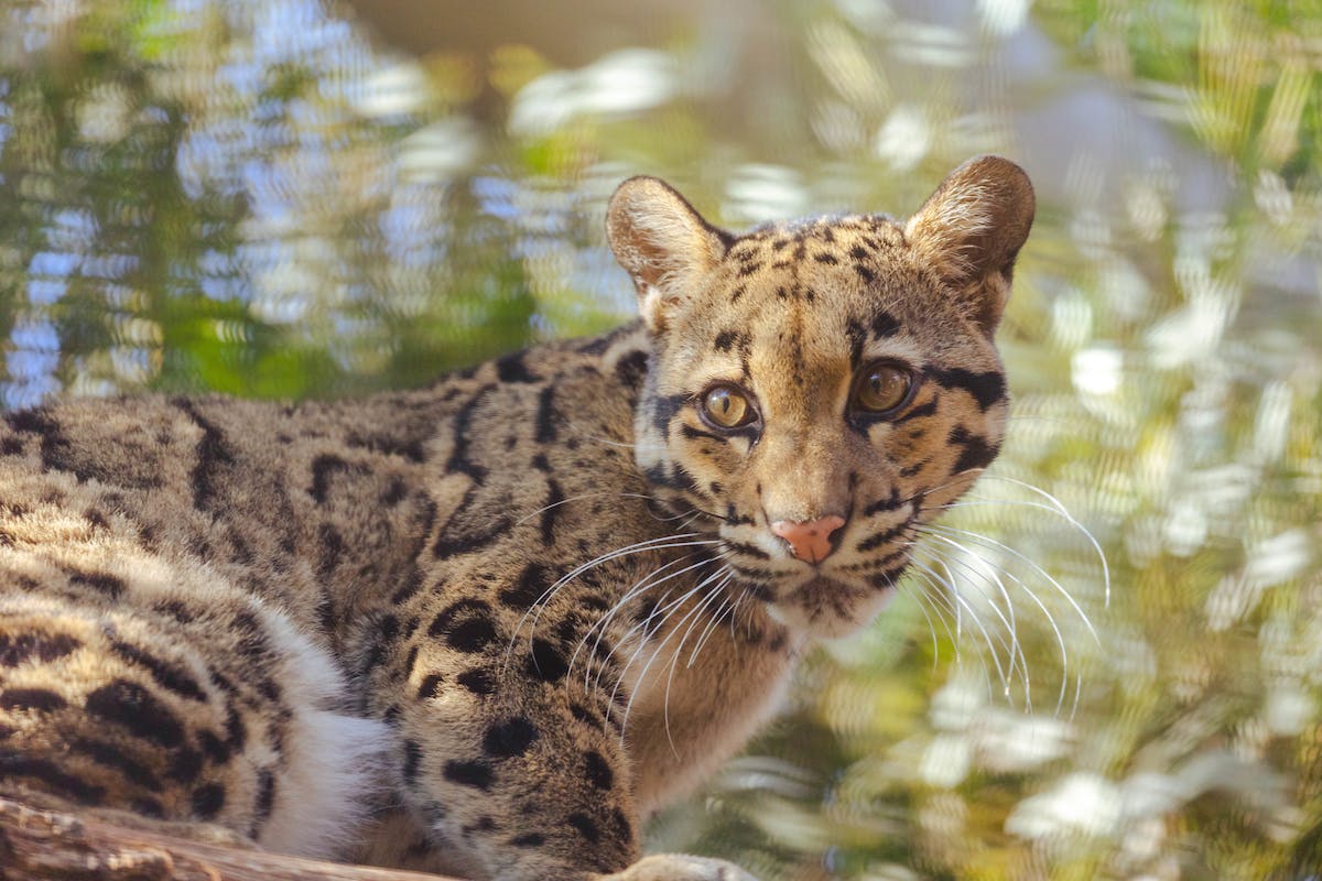 Your Essential Guide to Dallas Zoo Tickets & Discounts